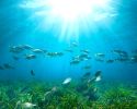 Se seminariet Shipping in the Marine Environment